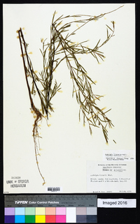 Ludwigia linearis image