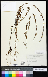 Ludwigia linearis image