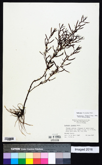 Ludwigia linifolia image