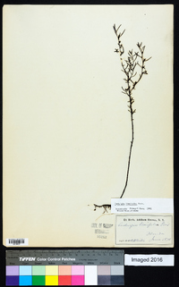 Ludwigia linifolia image