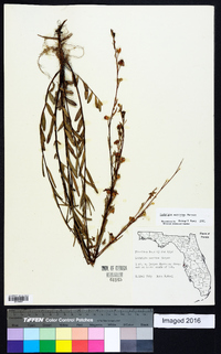 Ludwigia maritima image