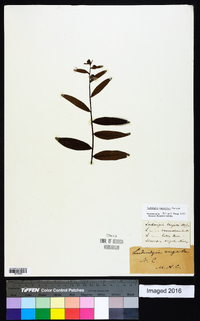 Ludwigia maritima image