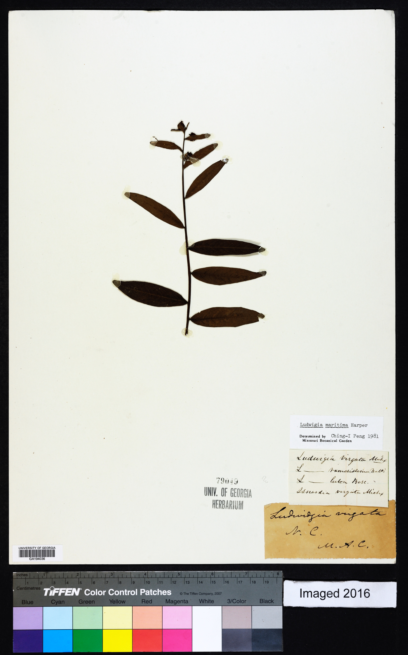 Ludwigia maritima image