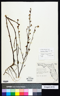 Ludwigia maritima image