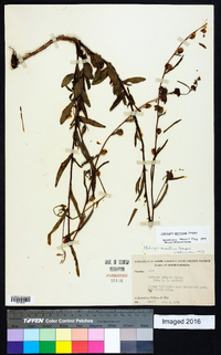 Ludwigia maritima image