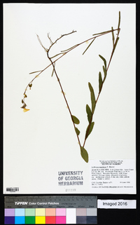 Ludwigia maritima image