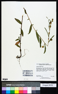 Ludwigia maritima image