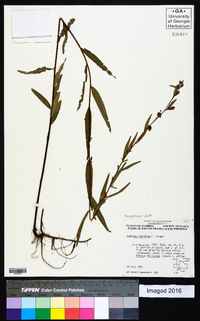 Ludwigia maritima image