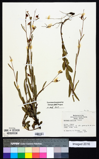 Ludwigia maritima image