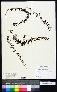 Ludwigia microcarpa image