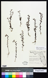 Ludwigia microcarpa image