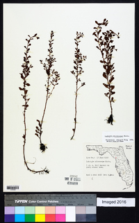 Ludwigia microcarpa image