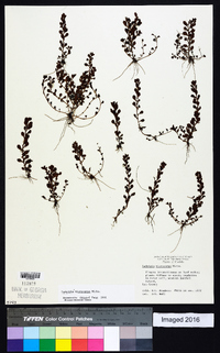 Ludwigia microcarpa image