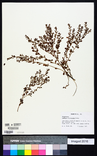 Ludwigia microcarpa image