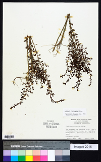 Ludwigia microcarpa image