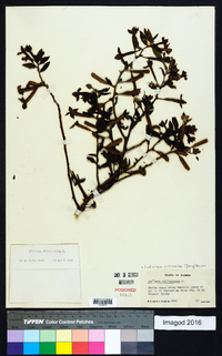 Ludwigia octovalvis image