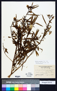 Ludwigia octovalvis image