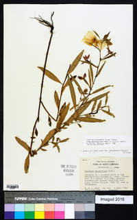 Ludwigia octovalvis image