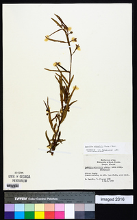 Ludwigia octovalvis image