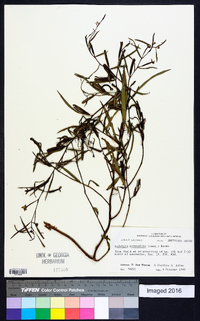 Ludwigia octovalvis image