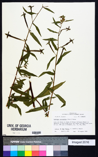 Ludwigia octovalvis image