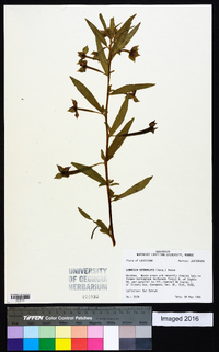 Ludwigia octovalvis image