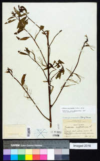 Ludwigia octovalvis image