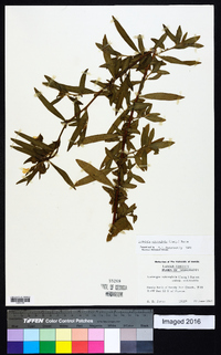 Ludwigia octovalvis image