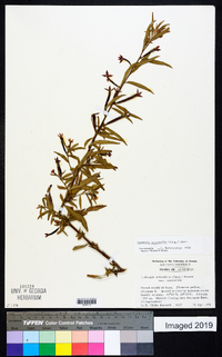 Ludwigia octovalvis image