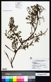 Ludwigia peploides image