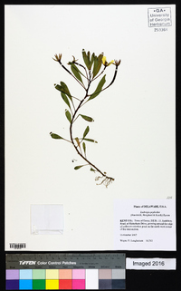 Ludwigia peploides image