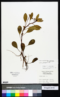 Ludwigia peploides image