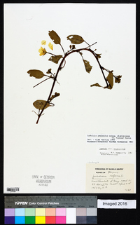 Ludwigia peploides image