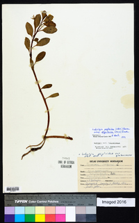 Ludwigia peploides image