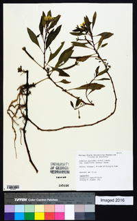 Ludwigia peploides subsp. glabrescens image