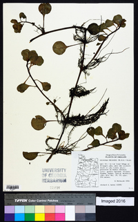 Ludwigia peploides image