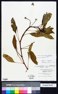 Ludwigia peploides image