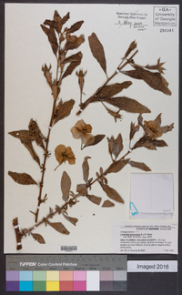 Ludwigia peruviana image