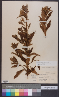 Ludwigia peruviana image