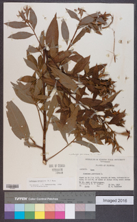 Ludwigia peruviana image