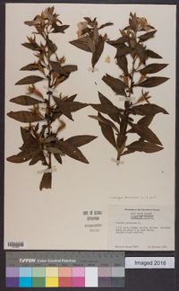 Ludwigia peruviana image