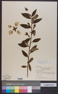 Ludwigia peruviana image