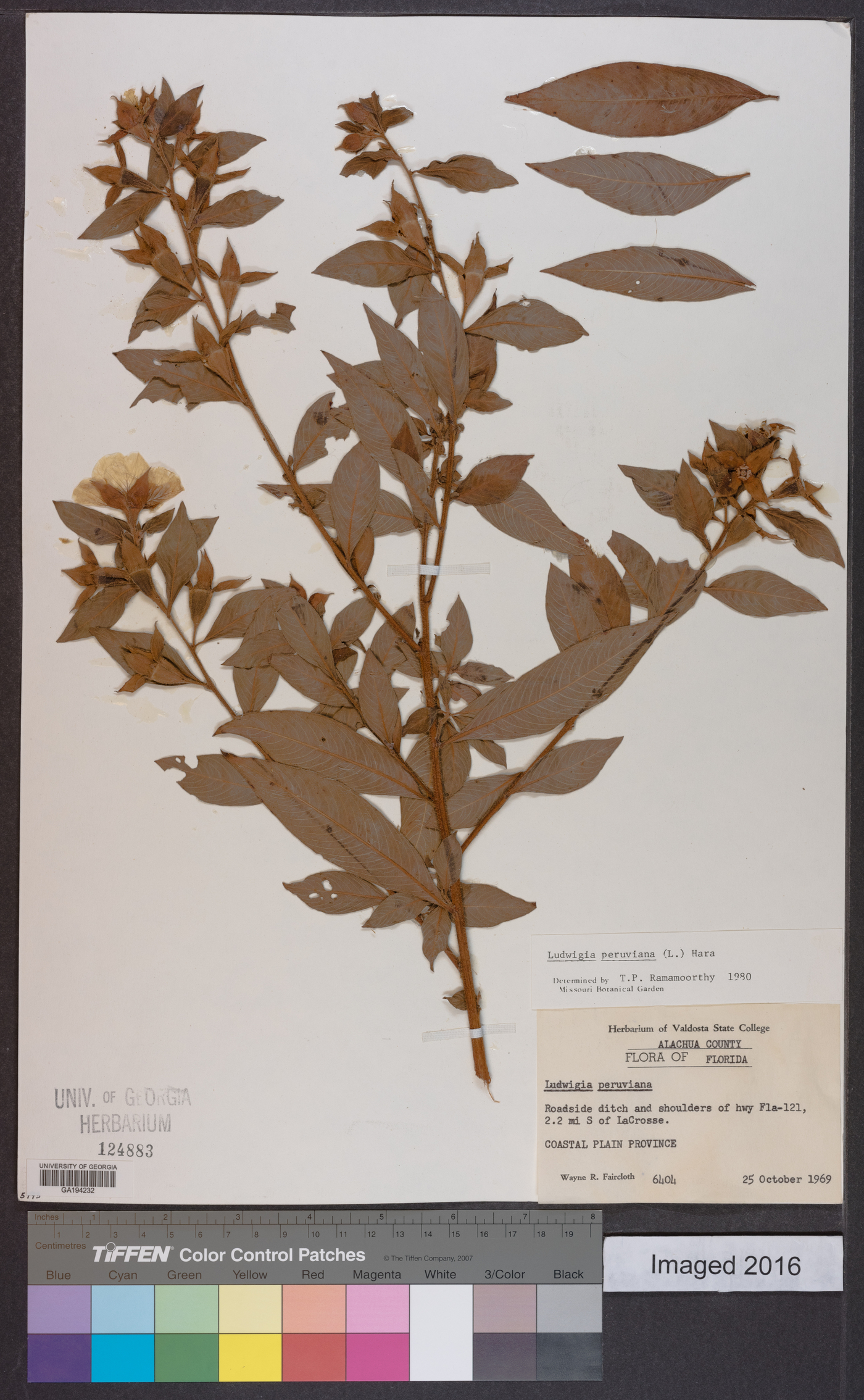 Ludwigia peruviana image