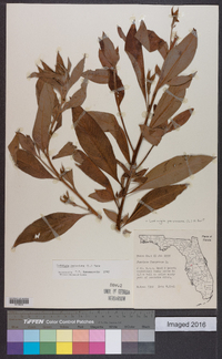 Ludwigia peruviana image