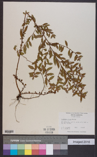 Ludwigia pilosa image