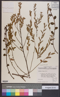 Ludwigia pilosa image