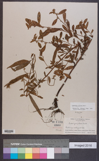 Ludwigia pilosa image