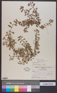 Ludwigia repens image