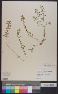 Ludwigia spathulata image