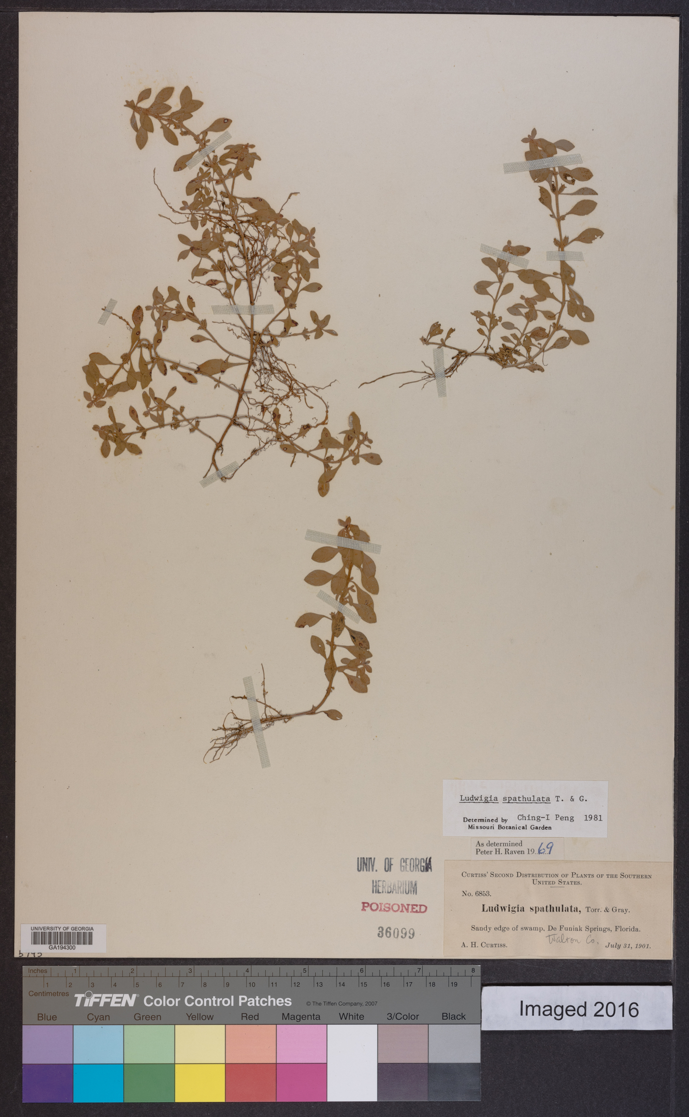 Ludwigia spathulata image